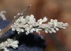 Wiborgia sericea