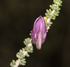 Aspalathus costulata