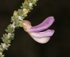 Aspalathus costulata