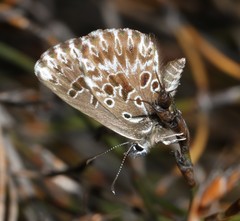 Lepidochrysops puncticilia
