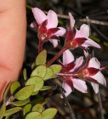 Agathosma adenandriflora