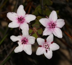 Agathosma adenandriflora