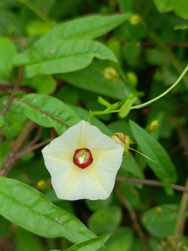 Xenostegia tridentata, photograph 4
