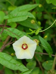 Xenostegia tridentata, photograph (c) Malaika Mathew Chawla, some rights reserved (CC BY)