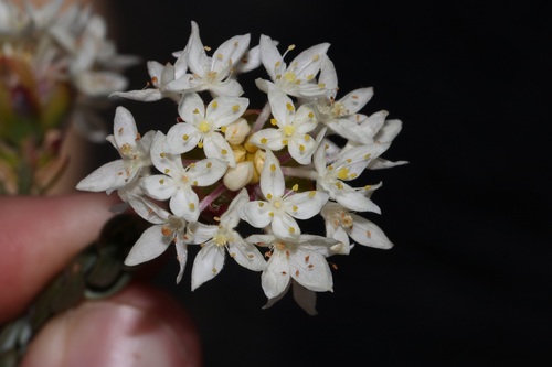 Image of Lachnaea naviculifolia by (c) Brian du Preez, some rights reserved (CC BY-SA)
