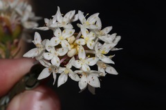 Lachnaea naviculifolia