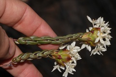 Lachnaea naviculifolia