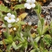 Plagiobothrys tenellus - Photo (c) J. Maughn, algunos derechos reservados (CC BY-NC), subido por J. Maughn