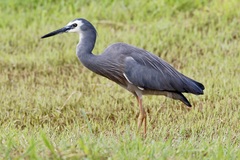 Egretta novaehollandiae
