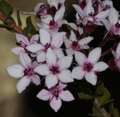 Agathosma adenandriflora