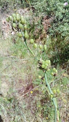 Asphodelus serotinus