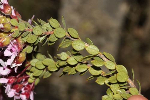 Image of Agathosma adenandriflora by (c) Brian du Preez, some rights reserved (CC BY-SA)