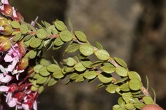 Agathosma adenandriflora
