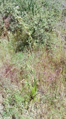 Asphodelus serotinus