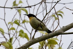 Myzomela jugularis