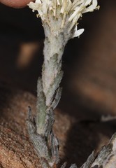 Dischisma tomentosum