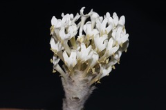 Dischisma tomentosum