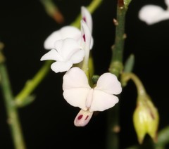 Muraltia horrida