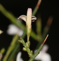 Muraltia horrida
