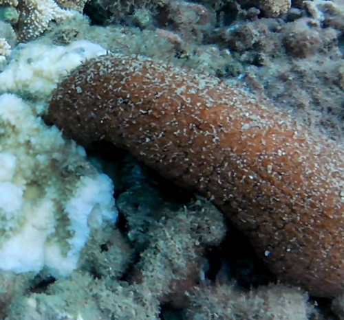 Actinopyga obesa observed 2026-07-31