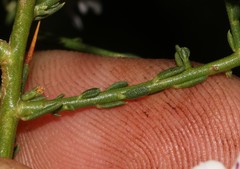 Muraltia horrida