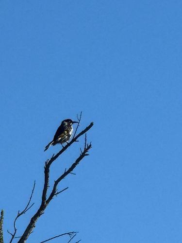 New Holland Honeyeater