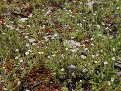 Plagiobothrys tenellus