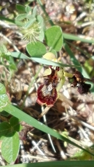 Ophrys speculum