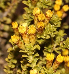 Oedera squarrosa