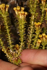 Oedera squarrosa