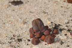 Crassula pyramidalis
