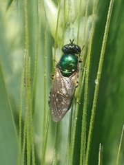 Chloromyia formosa