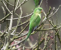 Psilopsiagon aurifrons