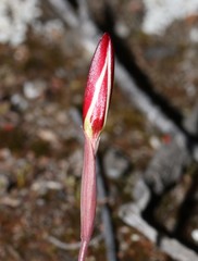 Hesperantha lithicola