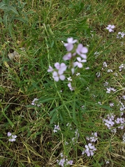 Erucaria hispanica