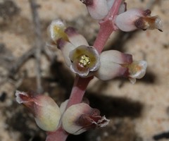 Lachenalia membranacea