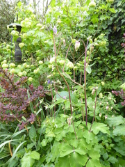 Aquilegia vulgaris