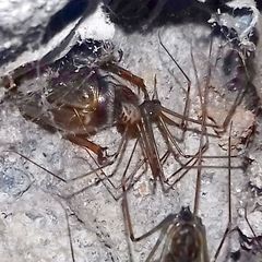 Hoplopholcus forskali