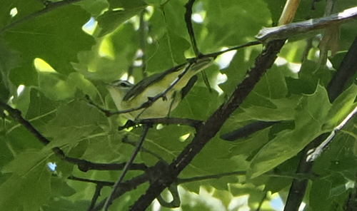 iNaturalist observation photo of Western Warbling Vireo