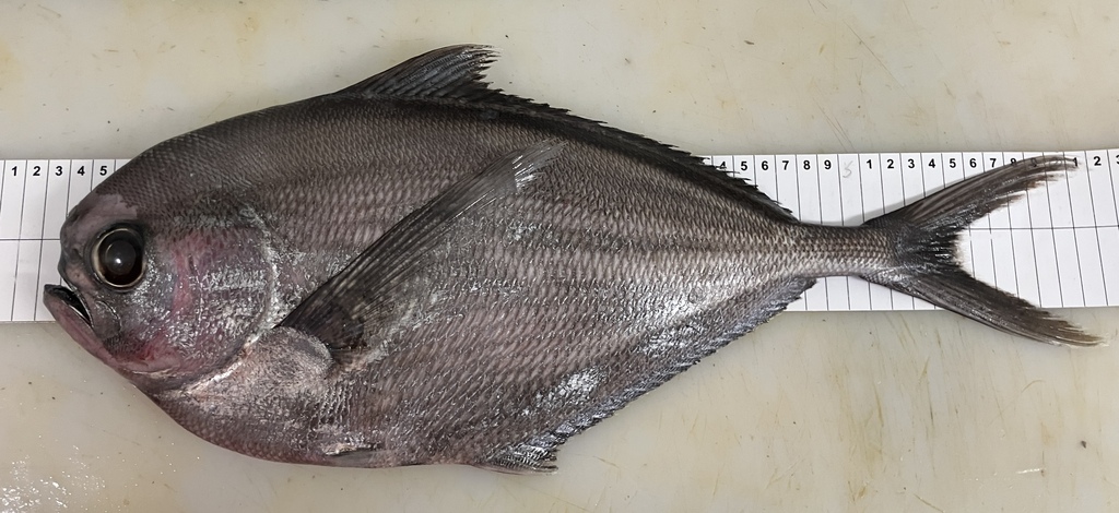 Pacific pomfret
