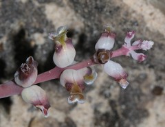 Lachenalia membranacea