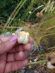 Prangos ferulacea