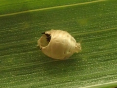 Aphelinus