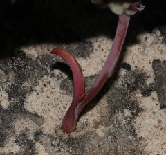 Lachenalia membranacea