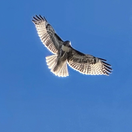 iNaturalist observation photo of Red-tailed Hawk