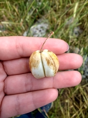 Prangos ferulacea