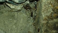 Hoplopholcus forskali