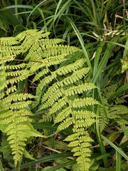Dryopteris paleolata