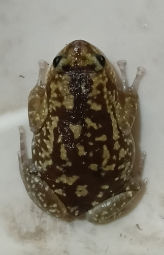 Rohan's Globular Frog