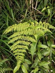 Dryopteris paleolata